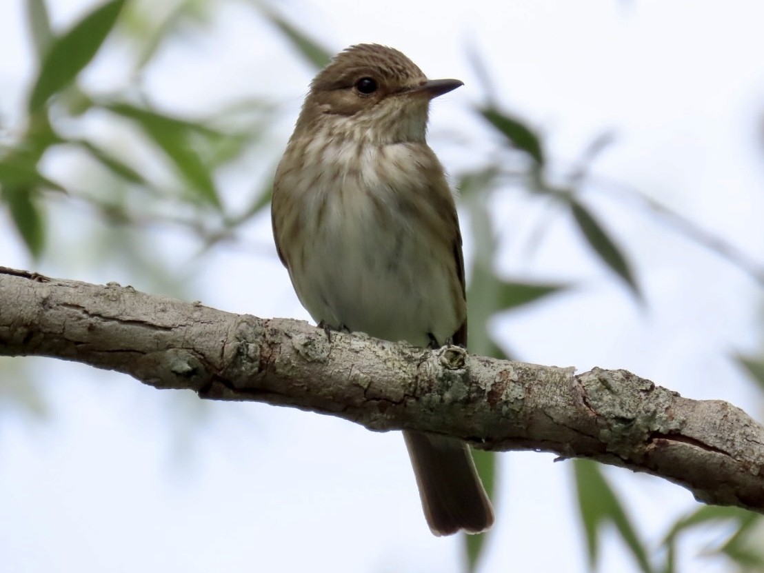 Spotted Flycatcher - Nathan Petersen