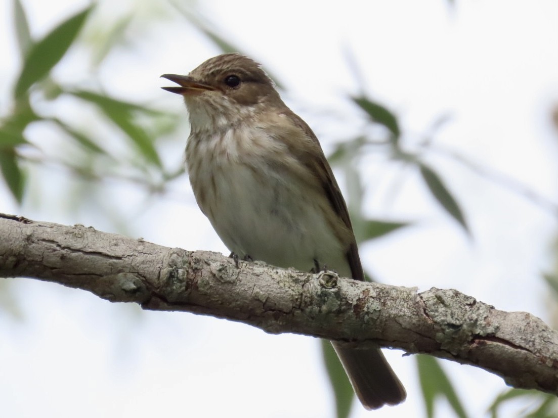 Spotted Flycatcher - ML620497766