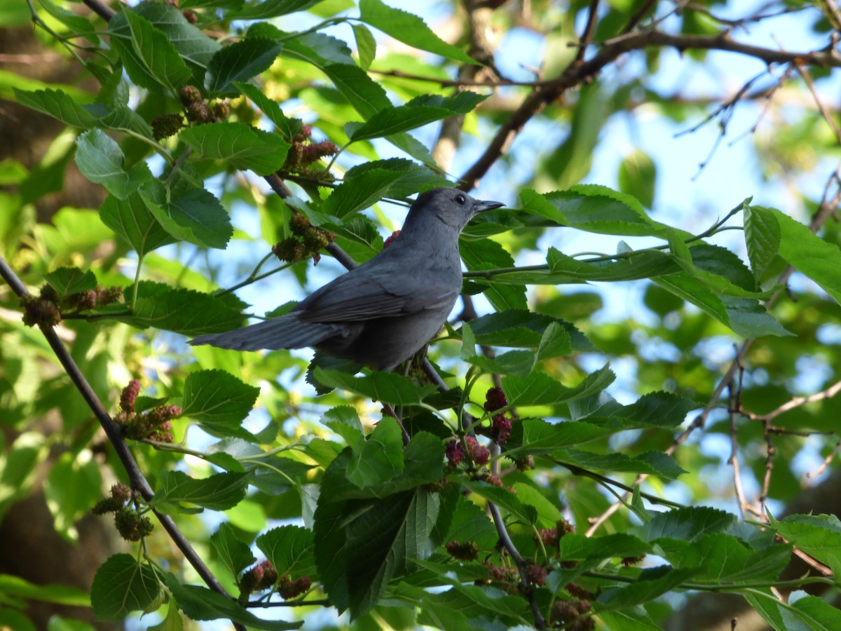 Pájaro Gato Gris - ML620497767