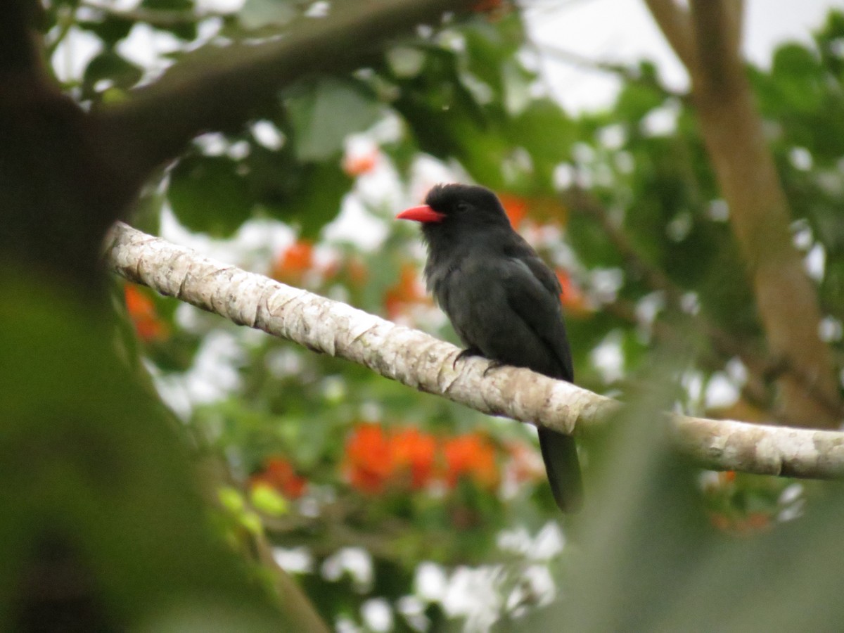 Black-fronted Nunbird - ML620497771