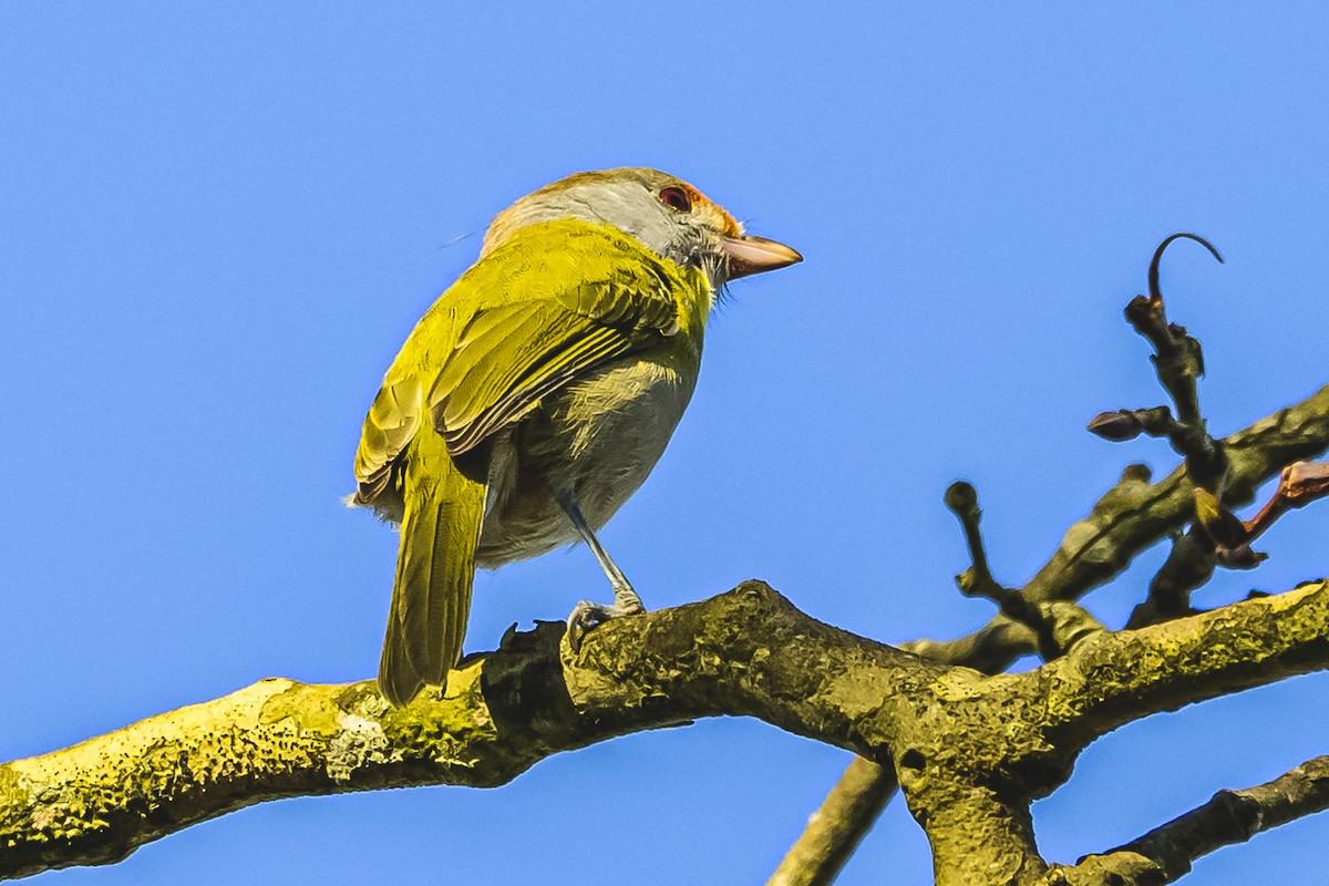 アカマユカラシモズ - ML620497773