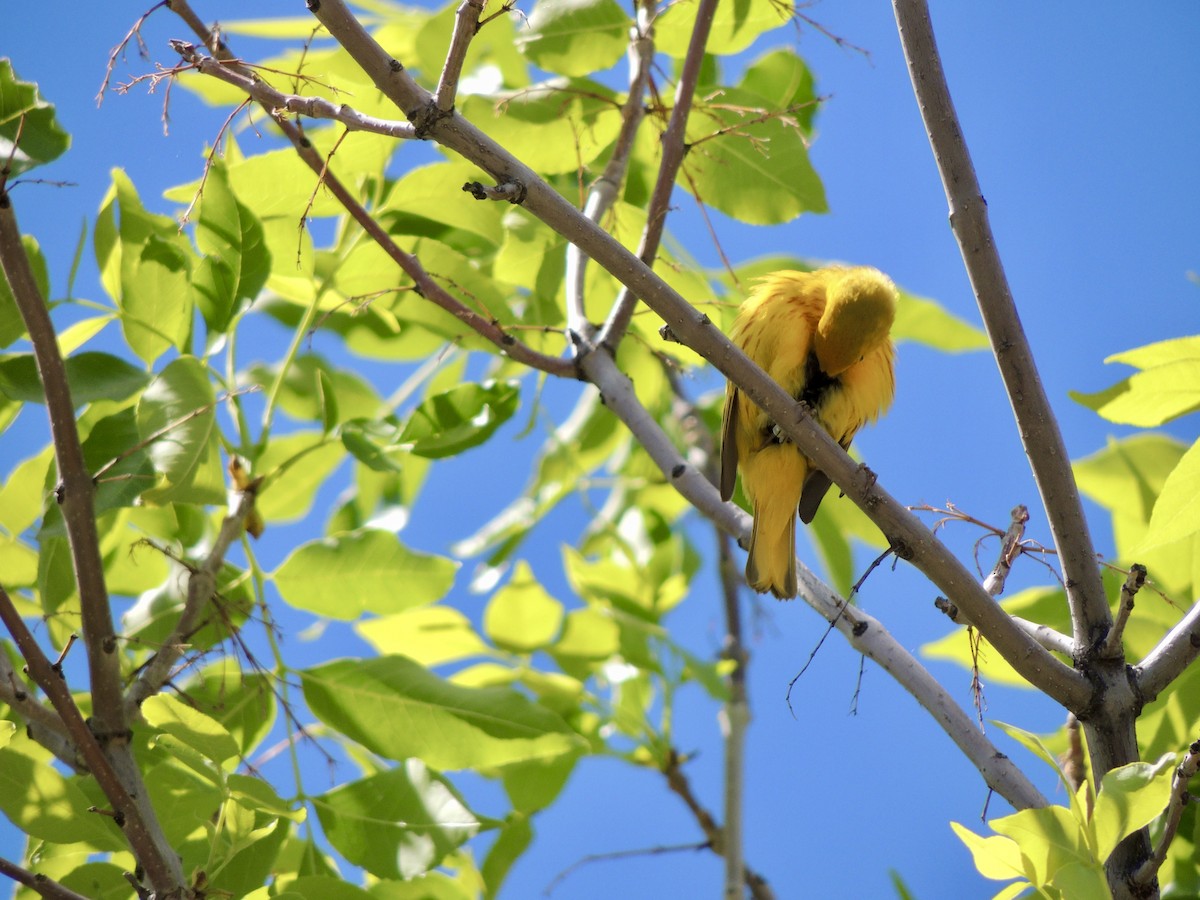 Yellow Warbler - Tom LaFave