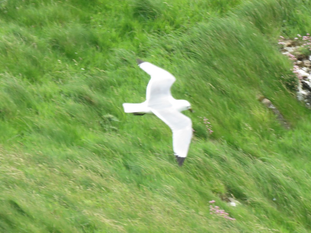 Mouette tridactyle - ML620497778