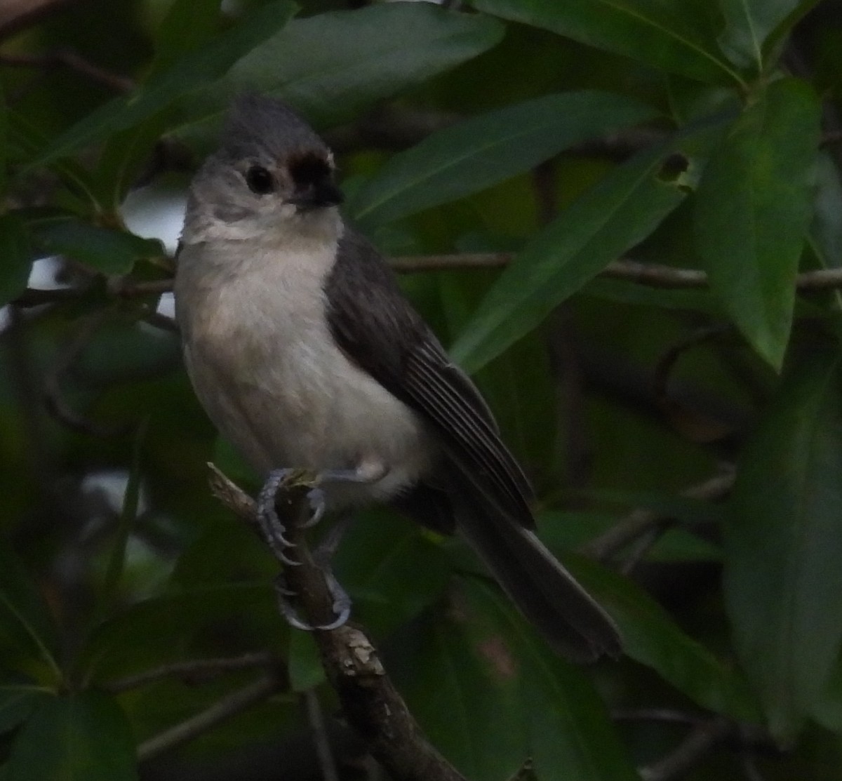 Tufted Titmouse - ML620497780