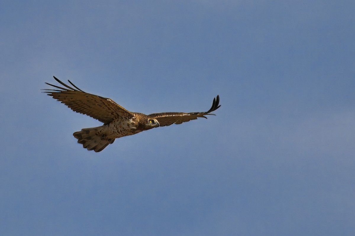 Short-toed Snake-Eagle - ML620497786