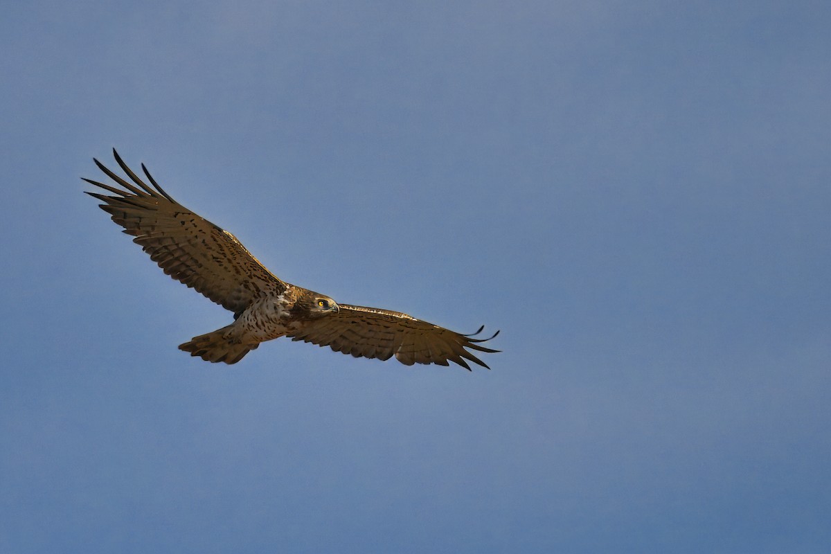 Short-toed Snake-Eagle - ML620497788