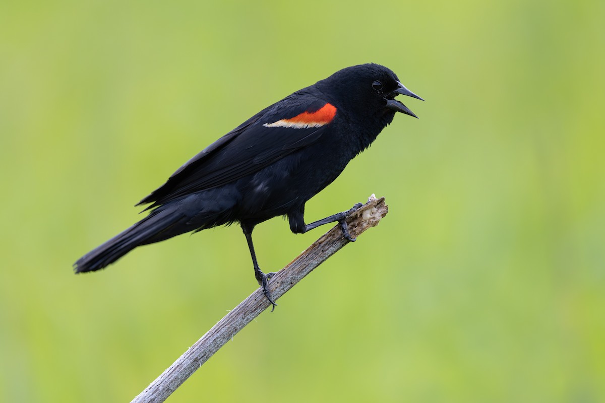 Red-winged Blackbird - ML620497793