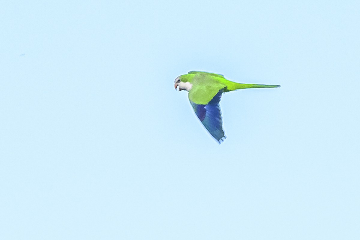 Monk Parakeet - ML620497794