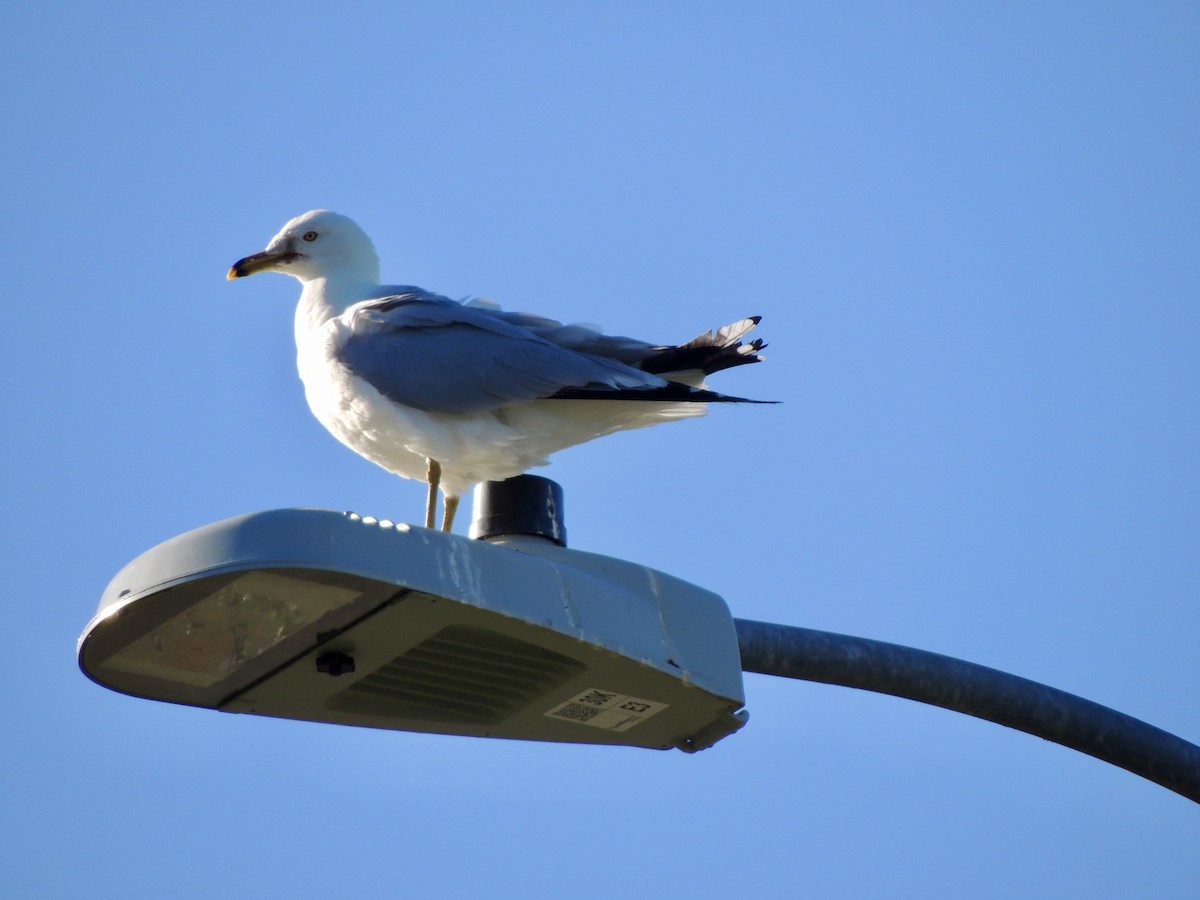 Ring-billed Gull - ML620497795