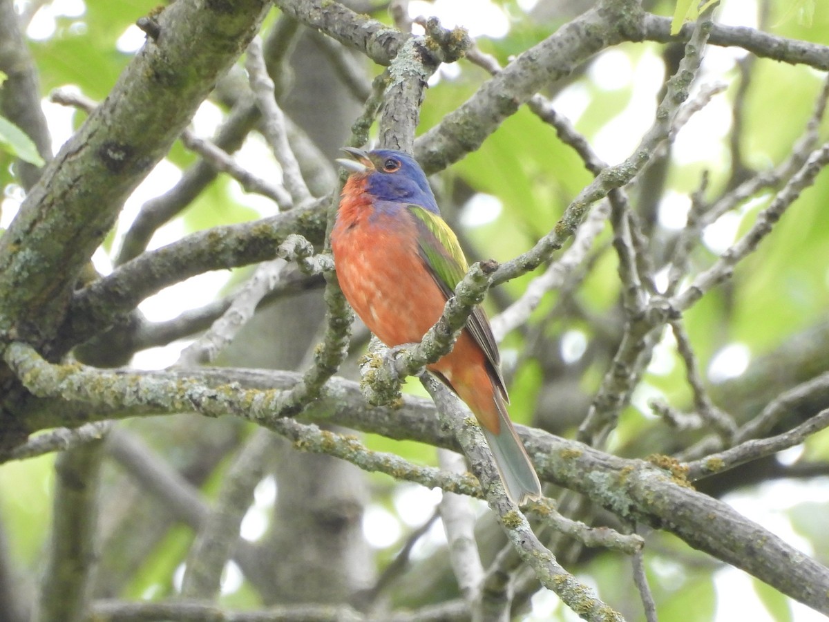 Painted Bunting - ML620497805