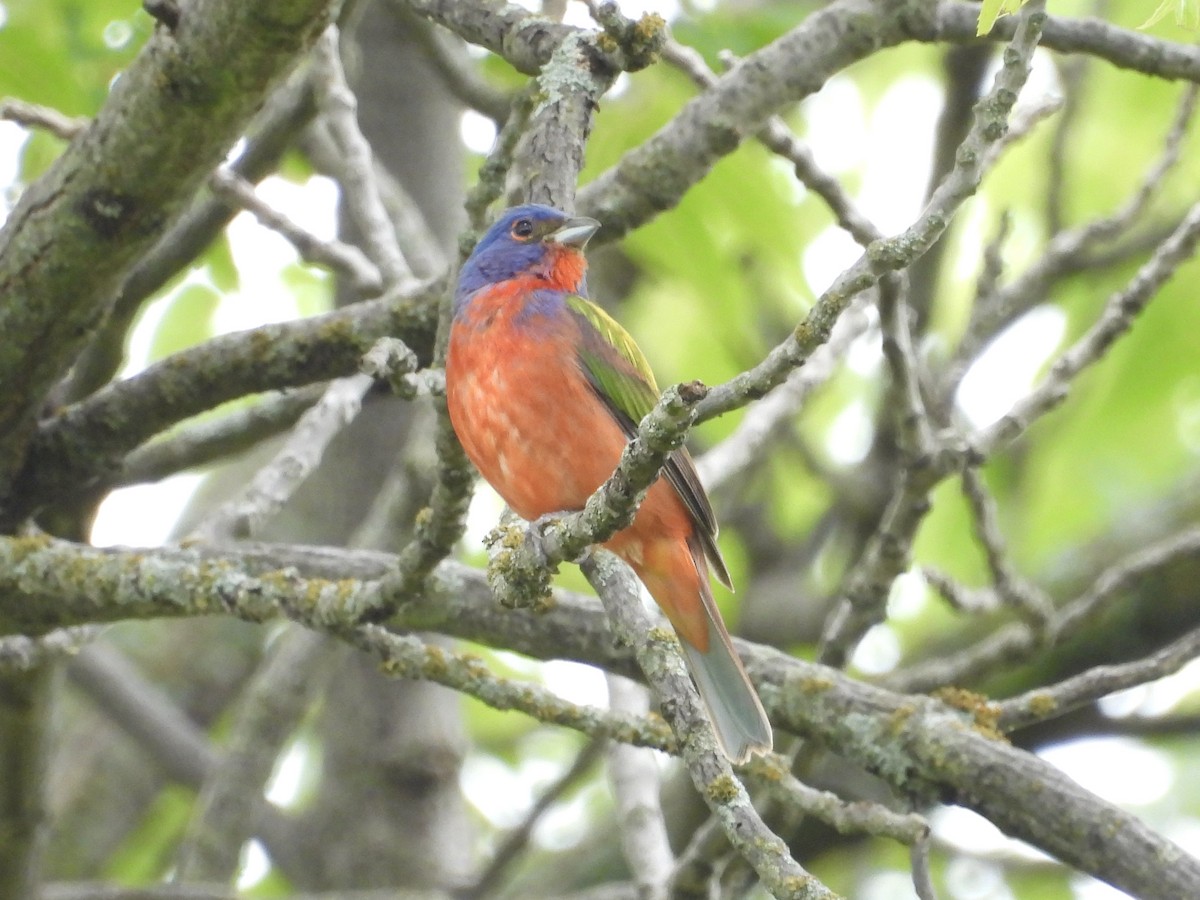 Painted Bunting - ML620497806