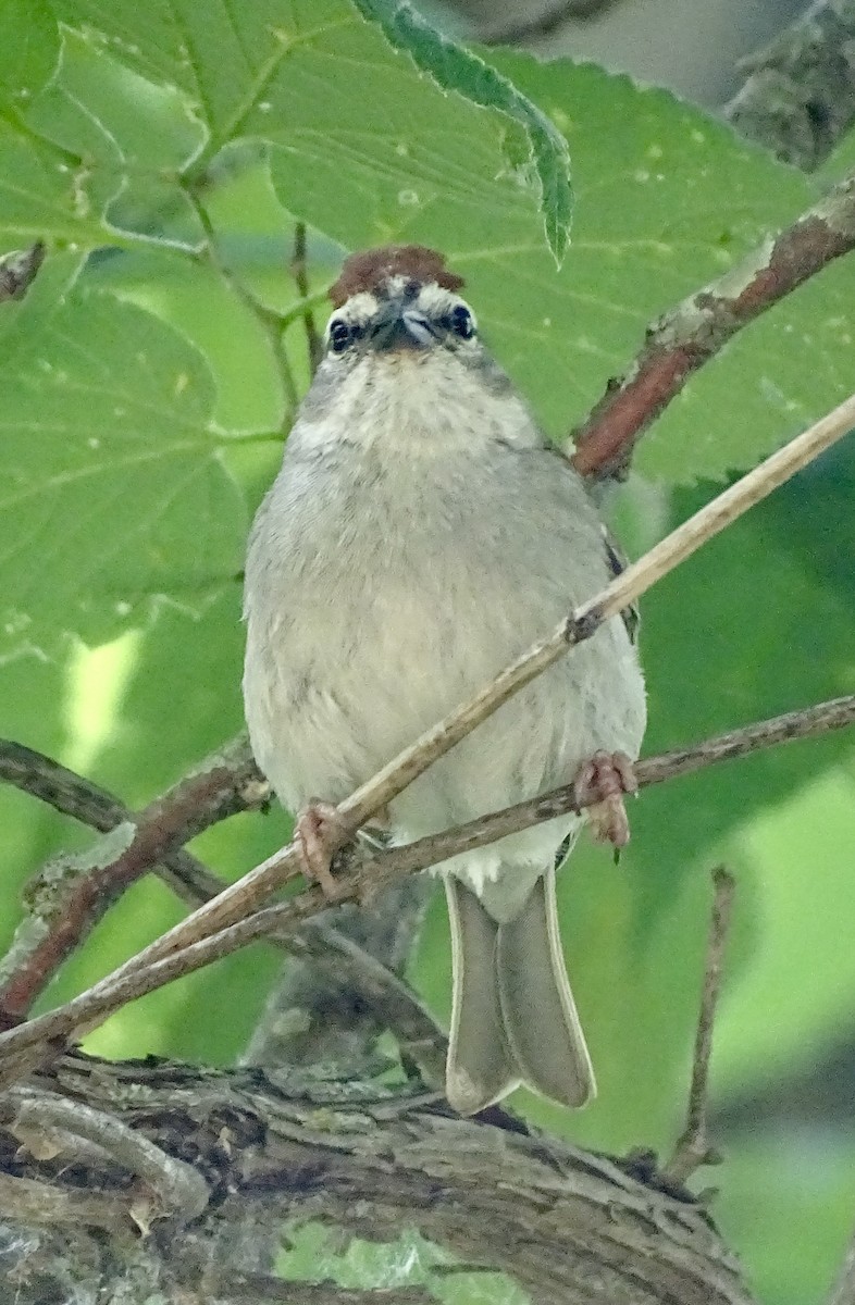 Chipping Sparrow - ML620497807