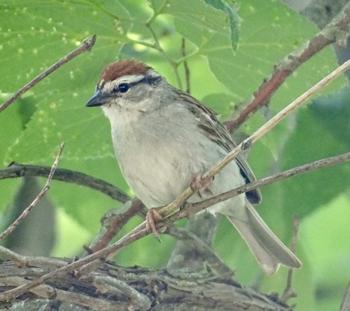 Chipping Sparrow - ML620497808
