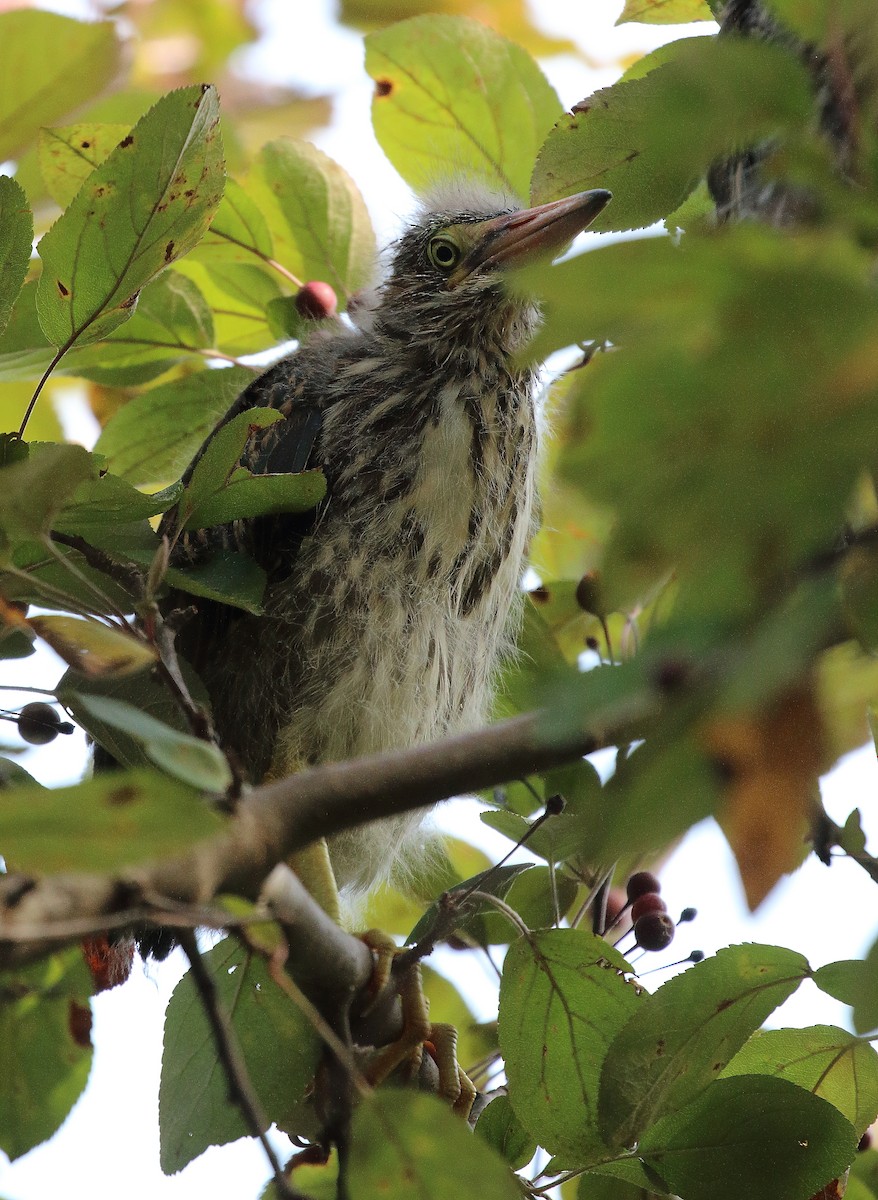 Green Heron - ML620497809