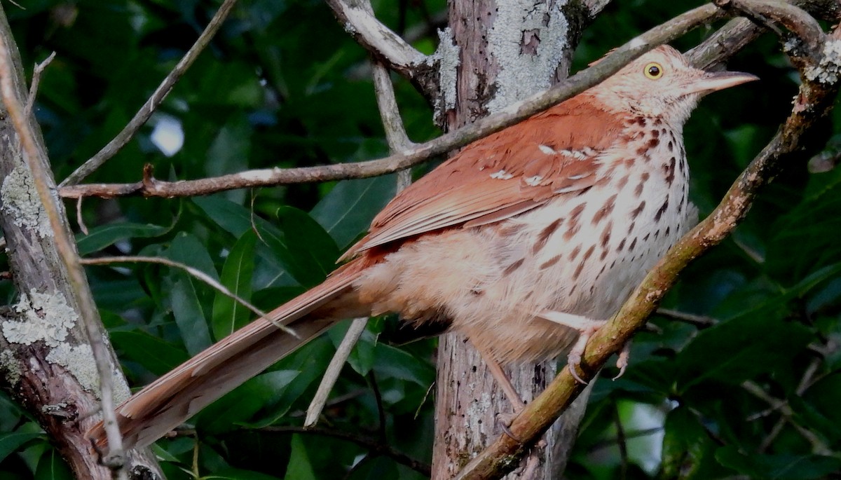 Brown Thrasher - ML620497810