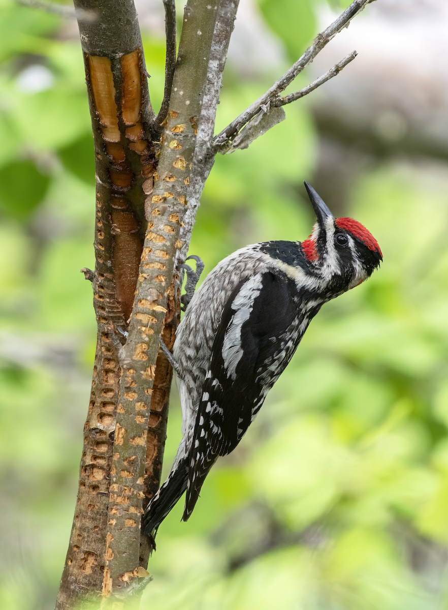 Red-naped Sapsucker - ML620497812