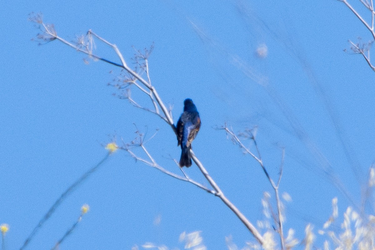 Blue Grosbeak - Tristan Yoo