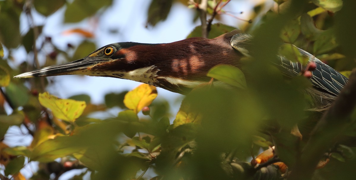 Green Heron - ML620497818