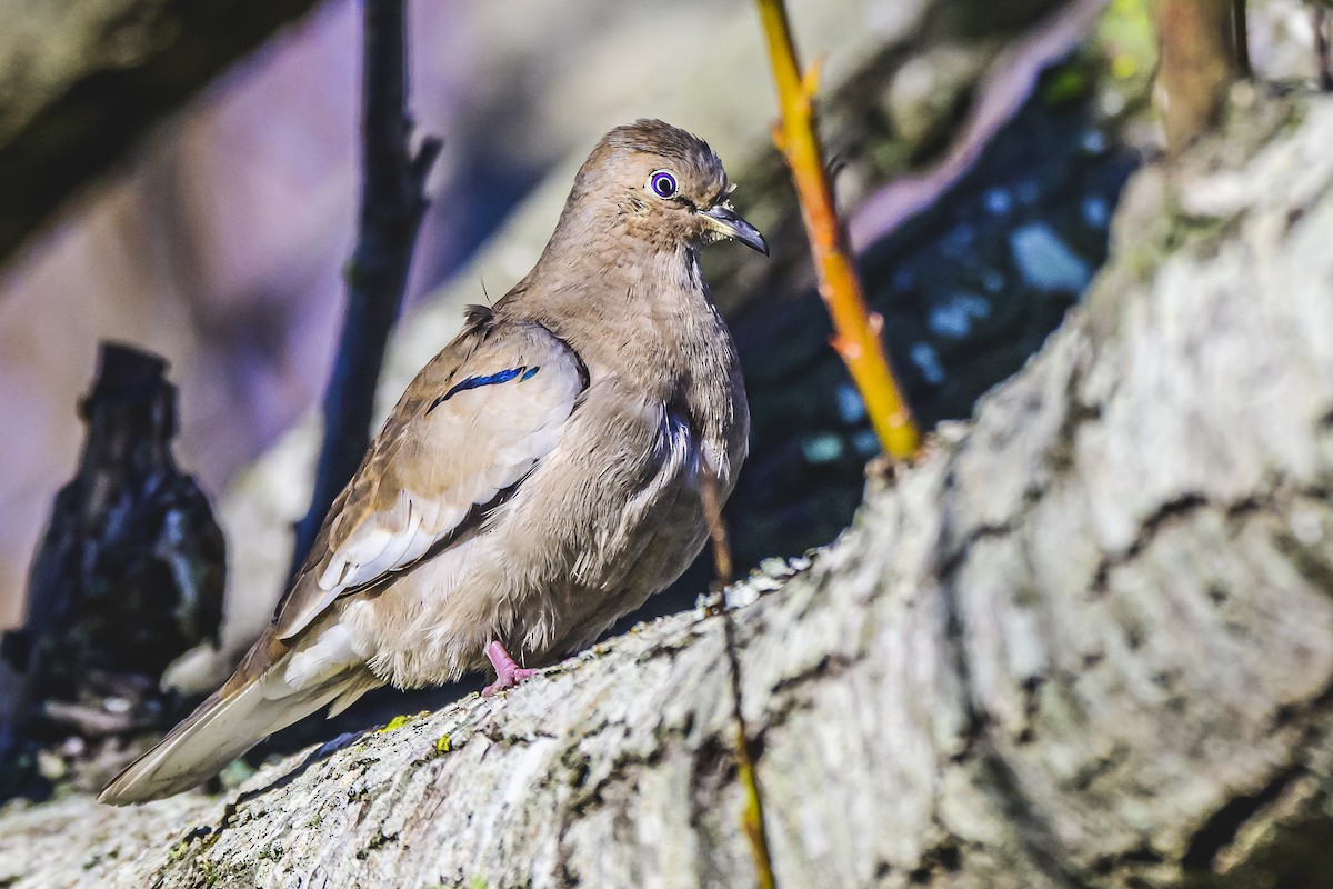 Picui Ground Dove - Amed Hernández