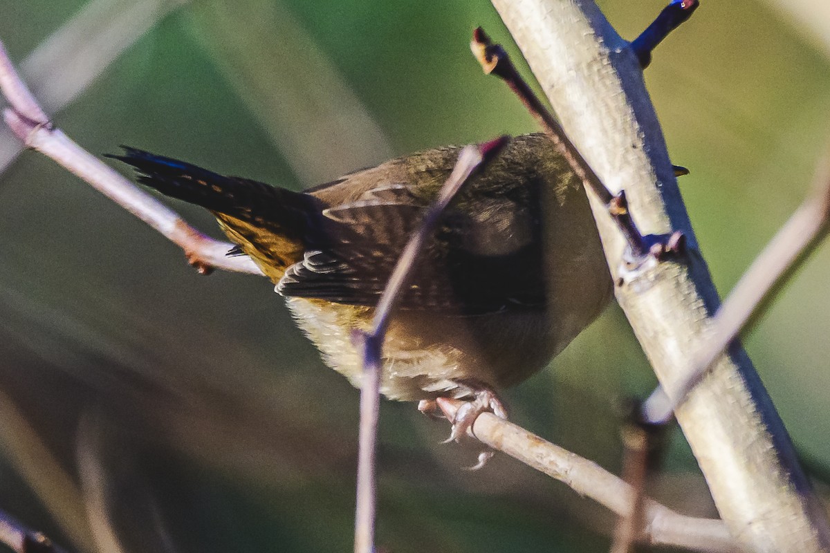 House Wren - Amed Hernández