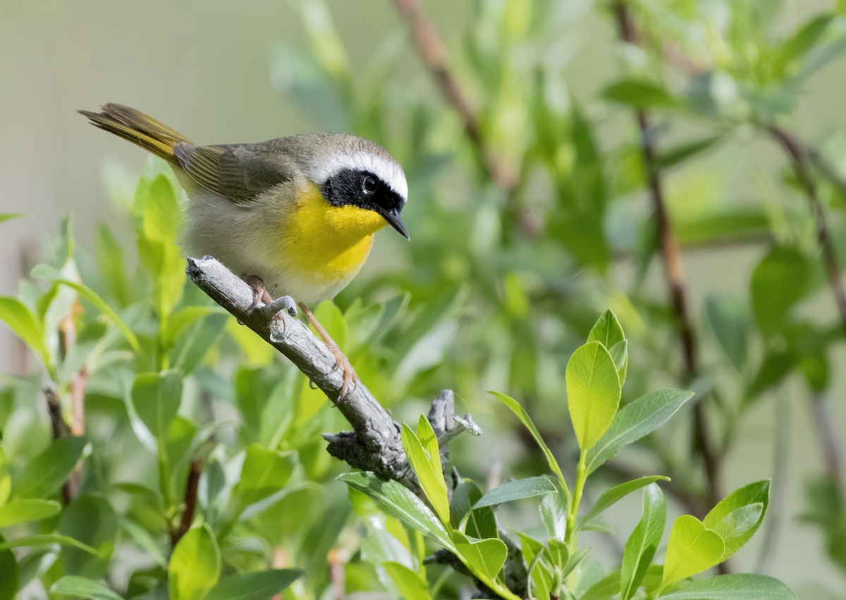 Common Yellowthroat - ML620497827