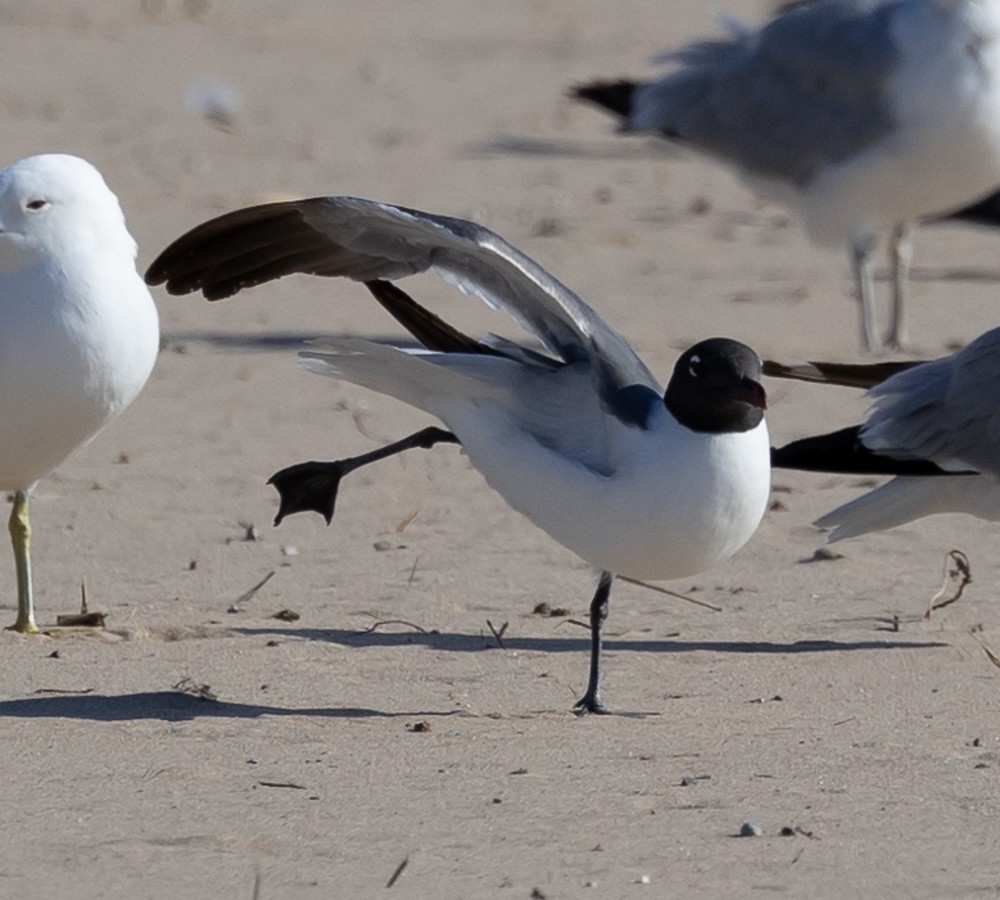 Laughing Gull - ML620497833