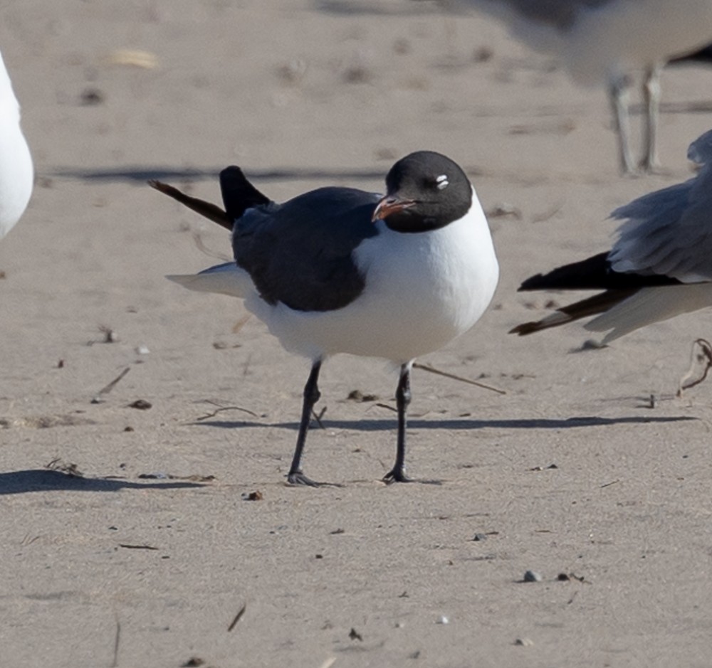 Laughing Gull - ML620497839