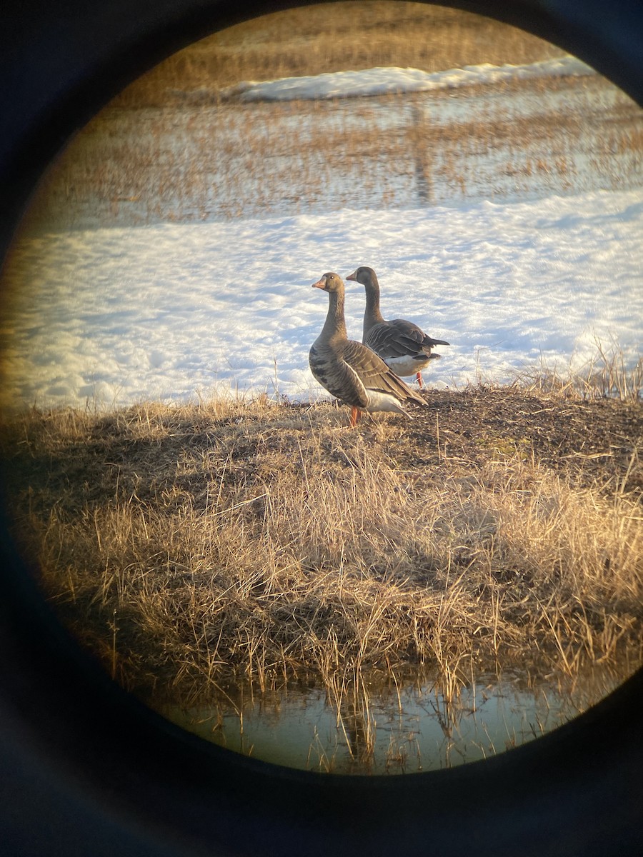 Greater White-fronted Goose - ML620497843
