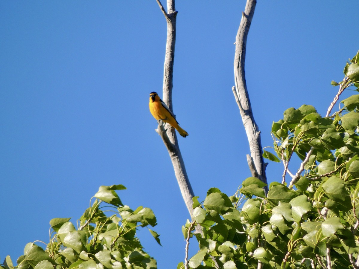 Bullock's Oriole - ML620497853