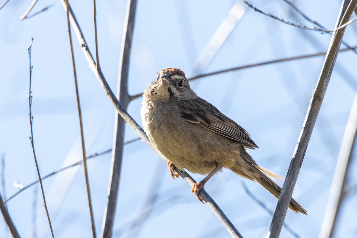 Rufous-crowned Sparrow - ML620497855