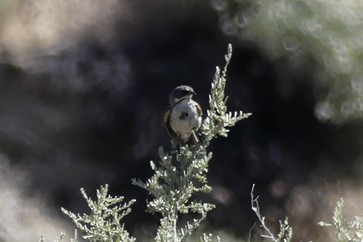 Bell's Sparrow - ML620497856