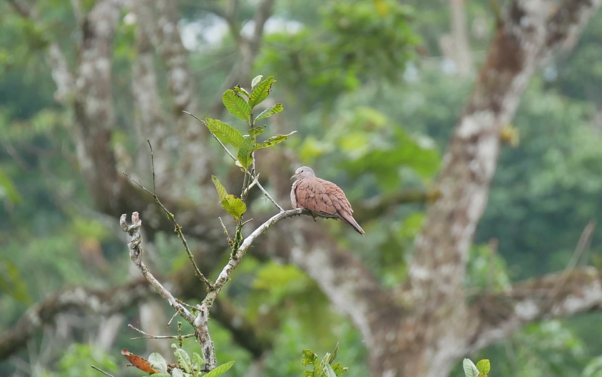 Ruddy Ground Dove - ML620497857