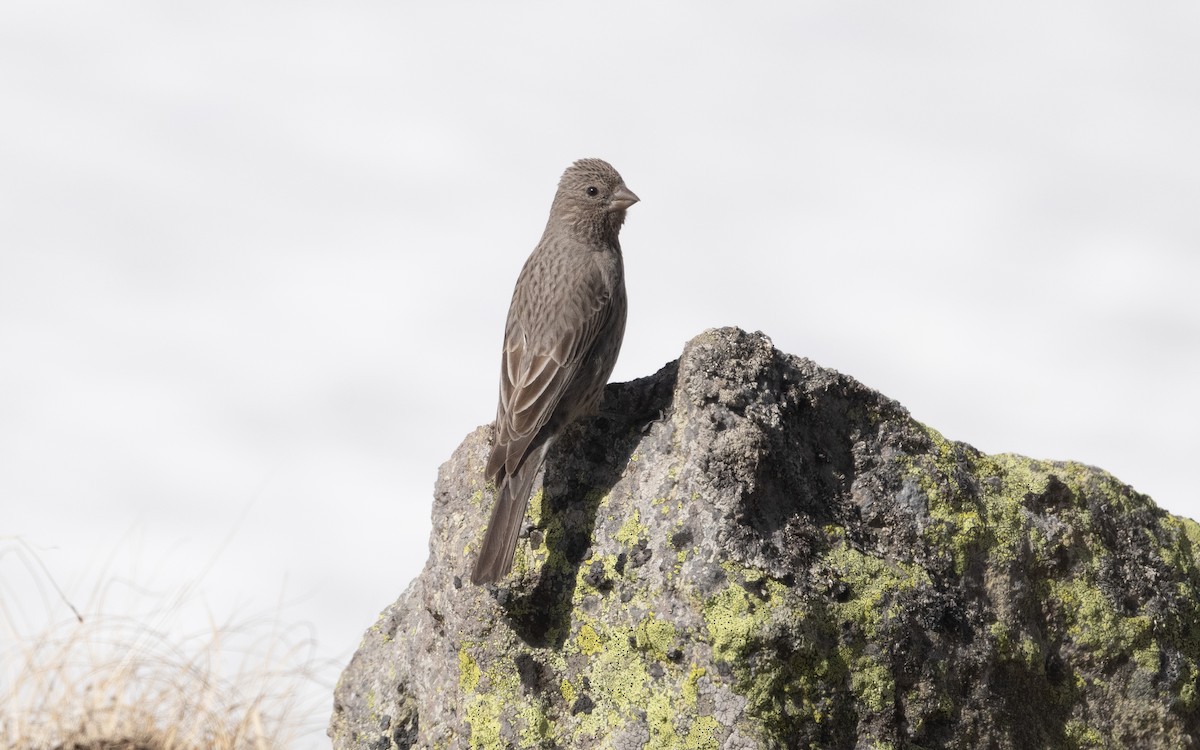 Great Rosefinch - ML620497858