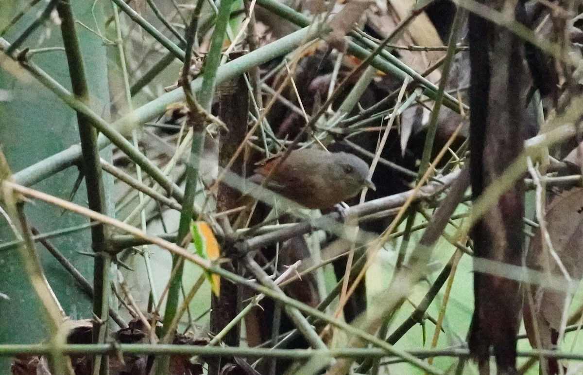 Brown-cheeked Fulvetta - ML620497861