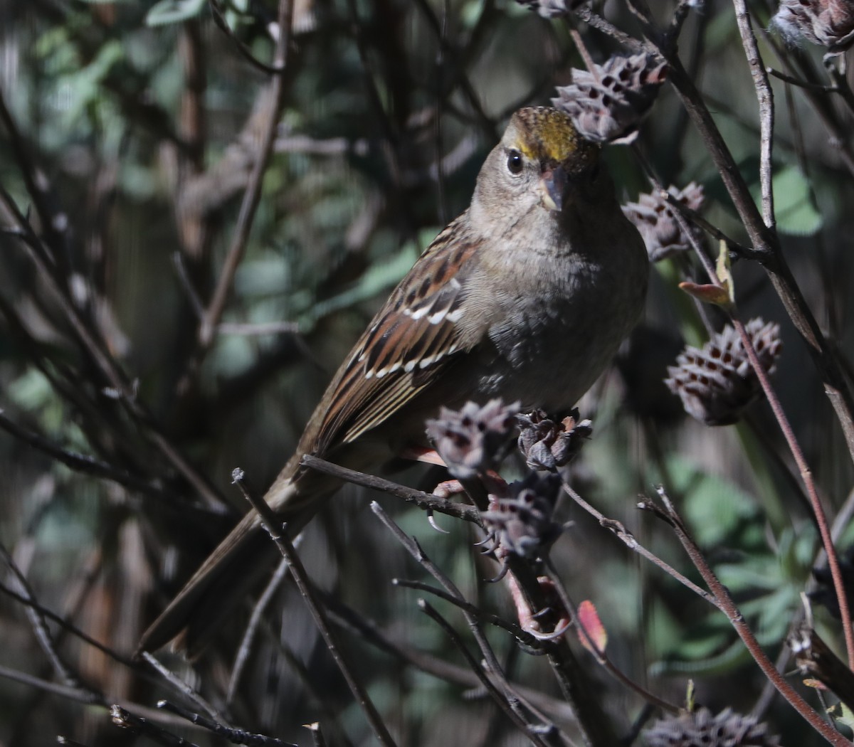 Golden-crowned Sparrow - ML620497864