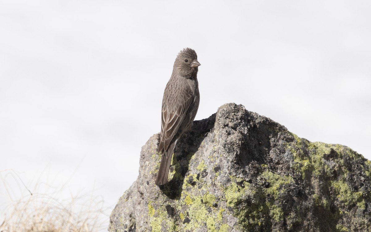 Great Rosefinch - ML620497873