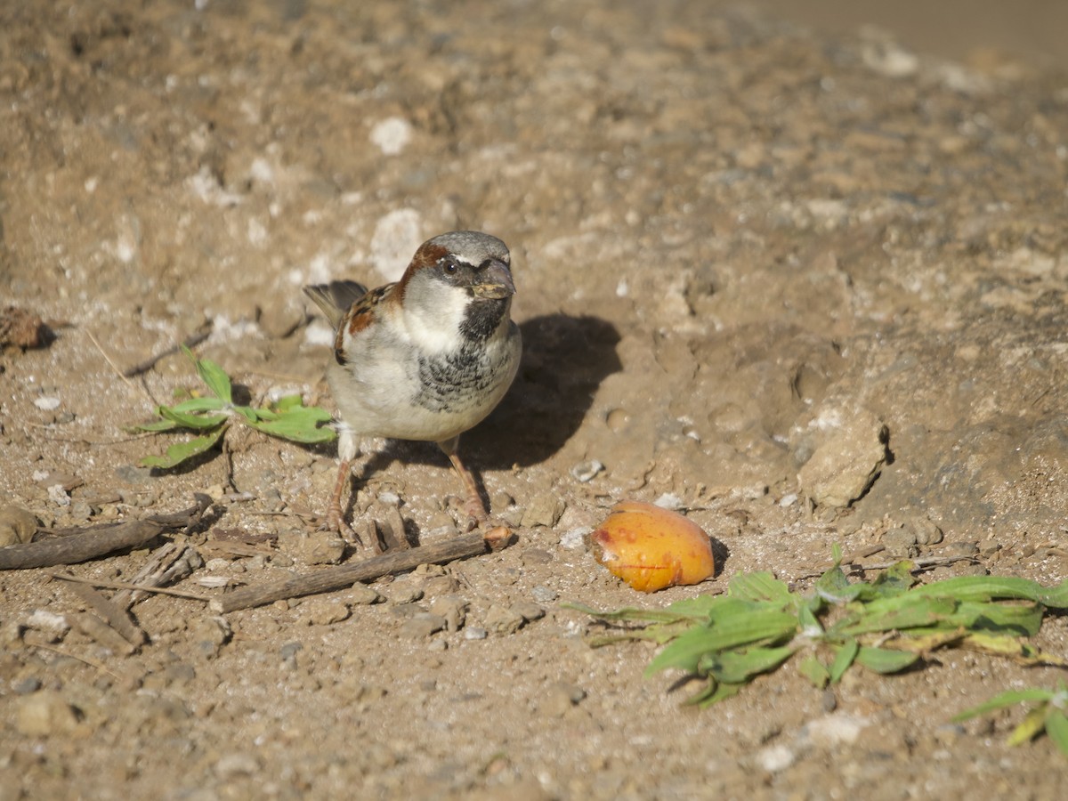 Moineau domestique - ML620497880