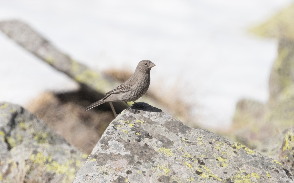 Great Rosefinch - Emmanuel Naudot