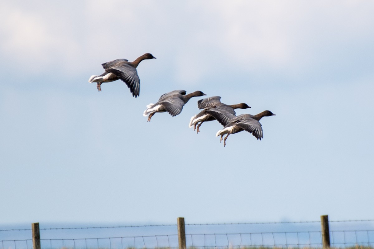 Pink-footed Goose - ML620497884