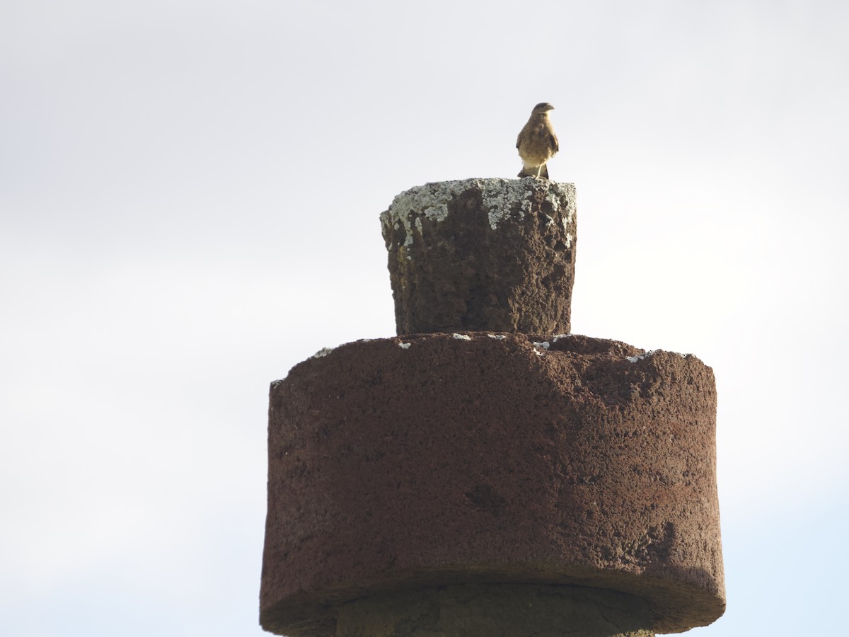 Chimango Caracara - ML620497889