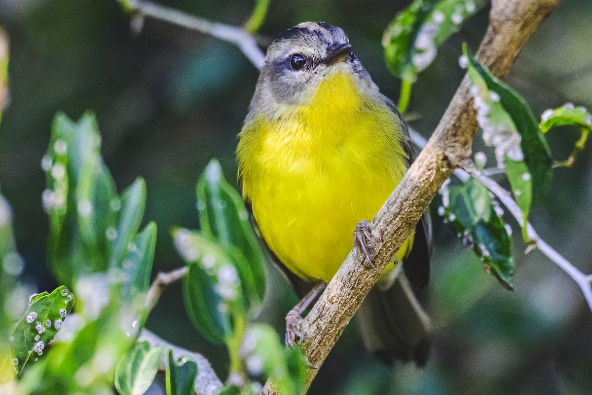 Golden-crowned Warbler - ML620497890