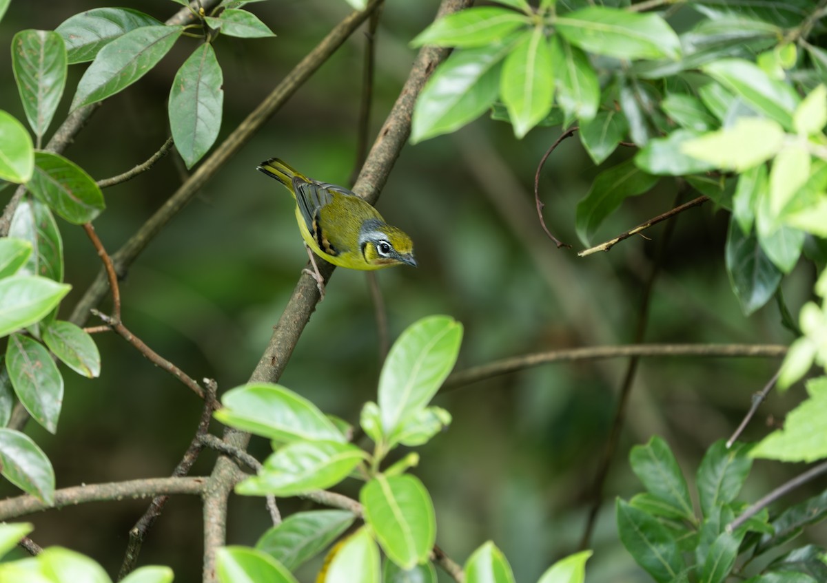 Black-eared Shrike-Babbler - ML620497891