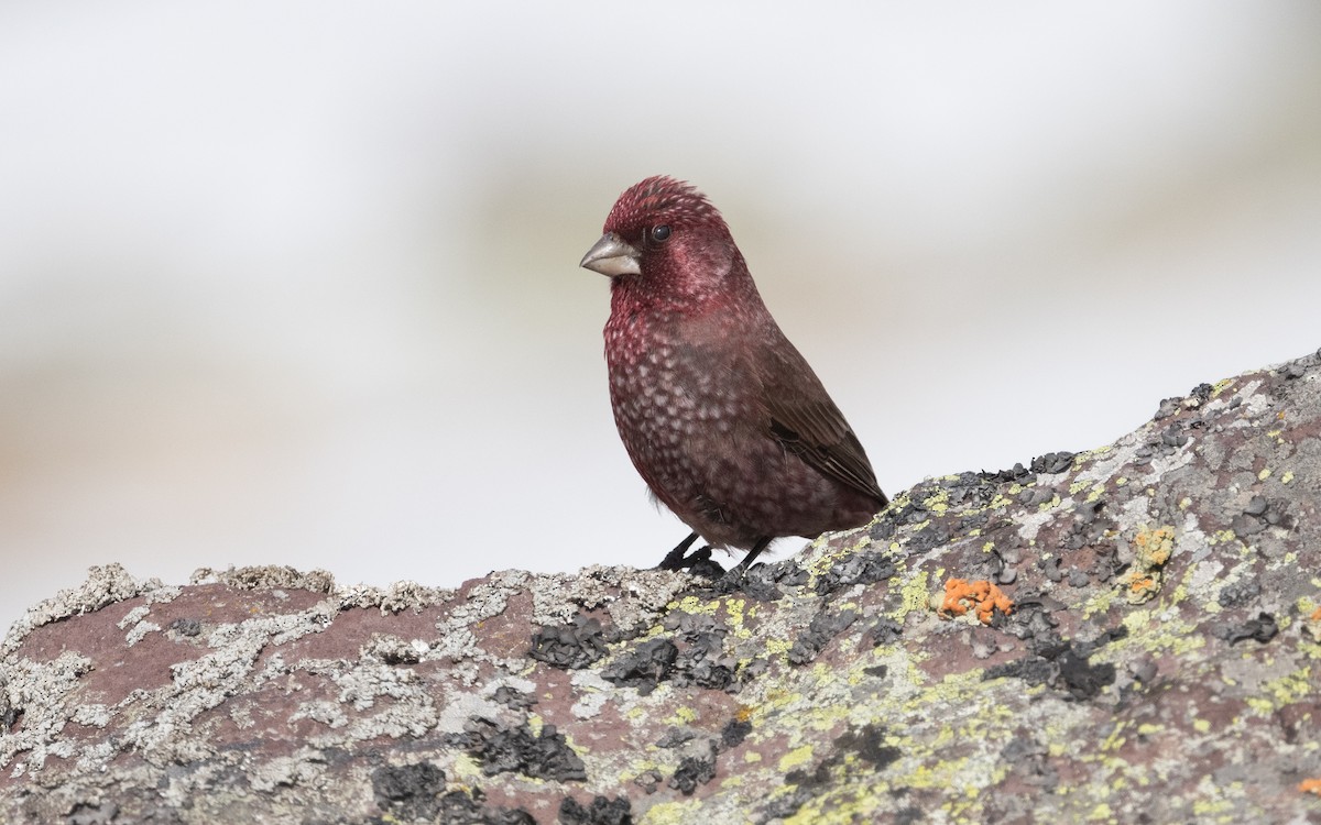 Great Rosefinch - ML620497892