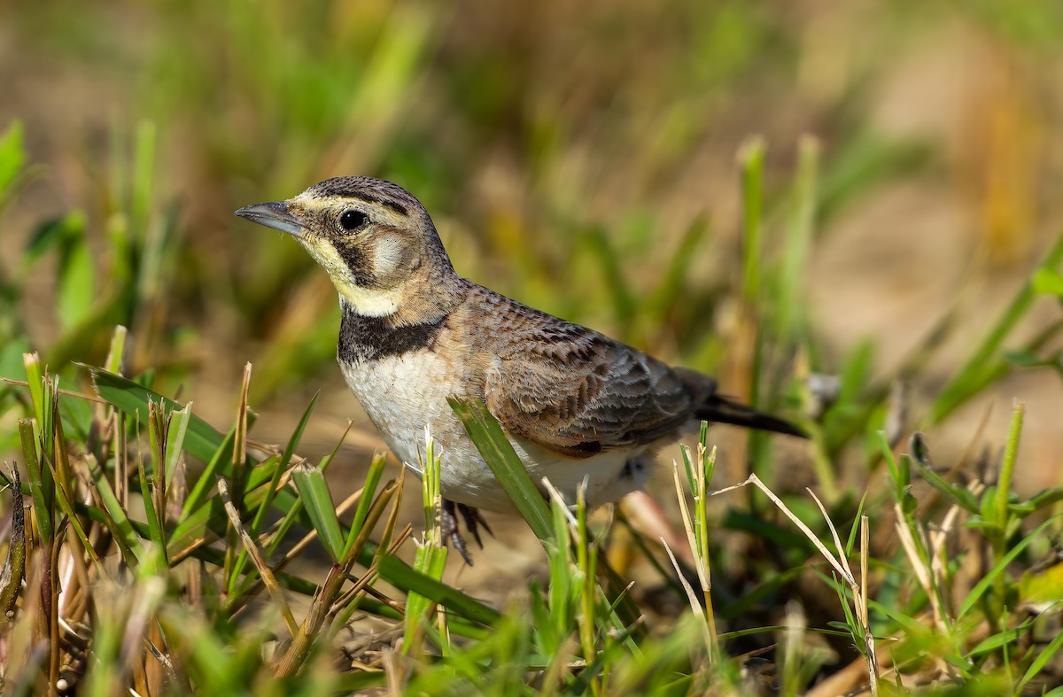 Horned Lark - ML620497908