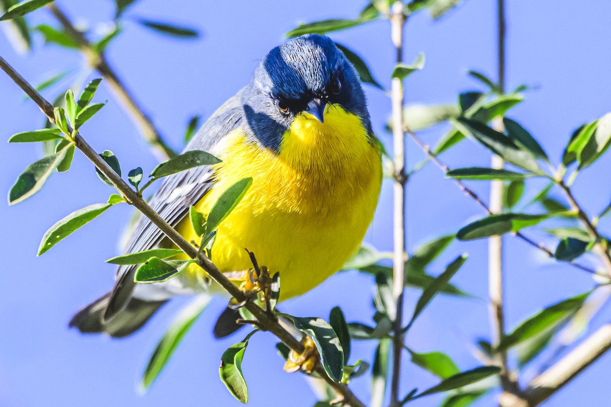 Parula Pitiayumí - ML620497916