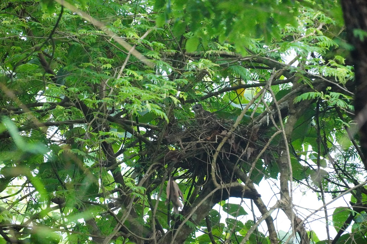 Crested Goshawk - ML620497927