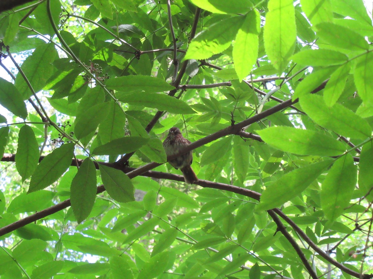 Song Sparrow - Cristina Armas