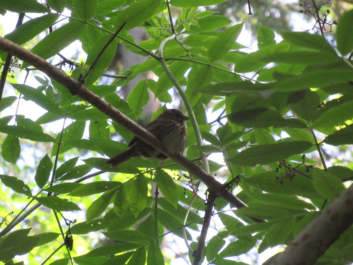 Song Sparrow - ML620497932