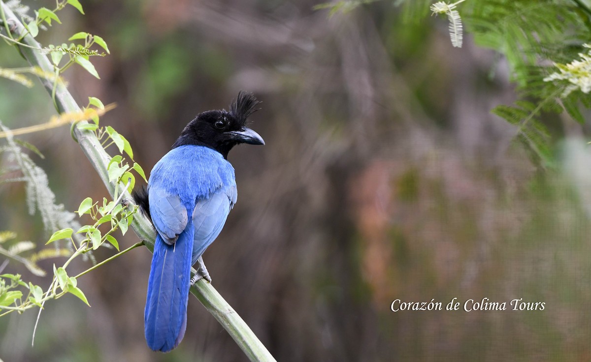 San Blas Jay - ML620497935