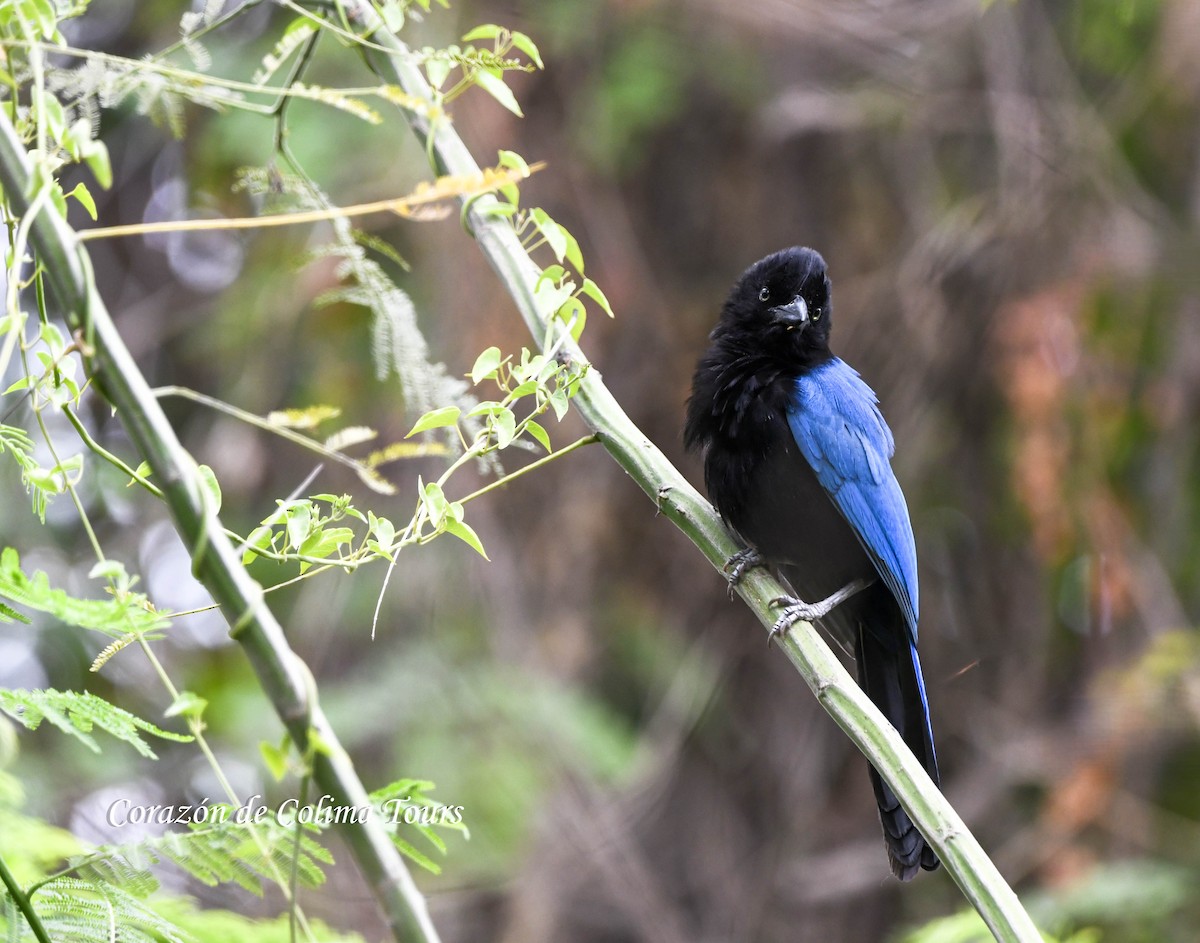 San Blas Jay - ML620497937